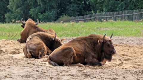 Wisentreservat Damerower Werder