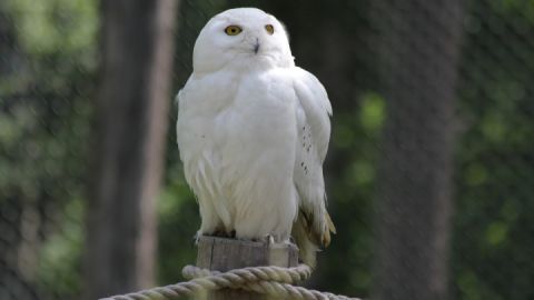 Wildpark-MV - Schneeeule auf dem Eulenberg