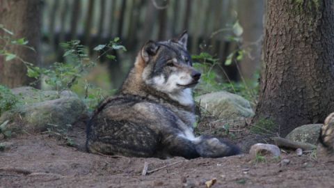 Wildpark-MV - Wolf in der Raubtier-WG