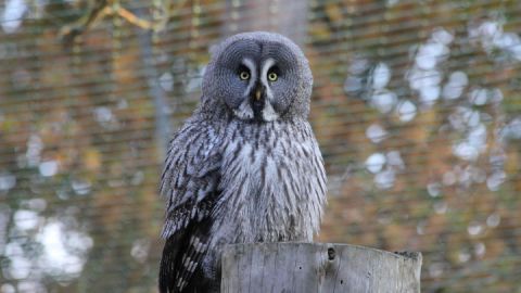 Wildpark-MV - Bartkauz auf dem Eulenberg