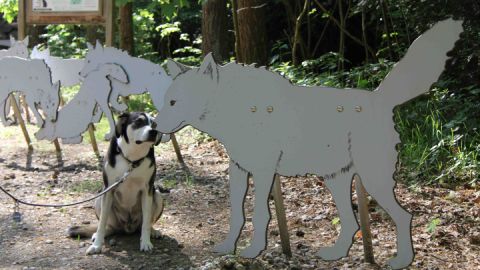 Wildpark-MV mit Hund