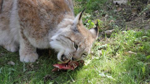 Wildpark-MV - Fütterung Luchs