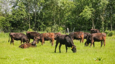 Wagyu Rinder 