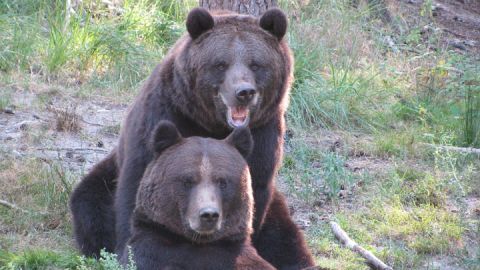 Die Braunbären Fred und Frode gehören zu den Besucherlieblingen