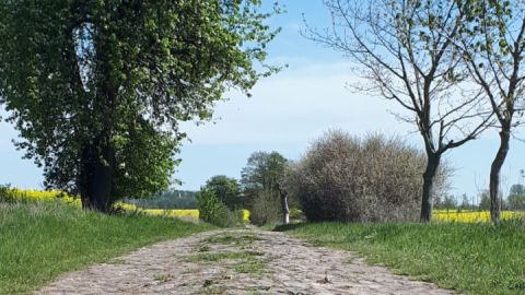 Kopfsteinpflasterweg auf der Tour Demmin-Verchen-Demmin