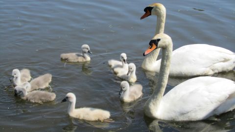 Schwanenfamilie am Mühlenteich Teterow