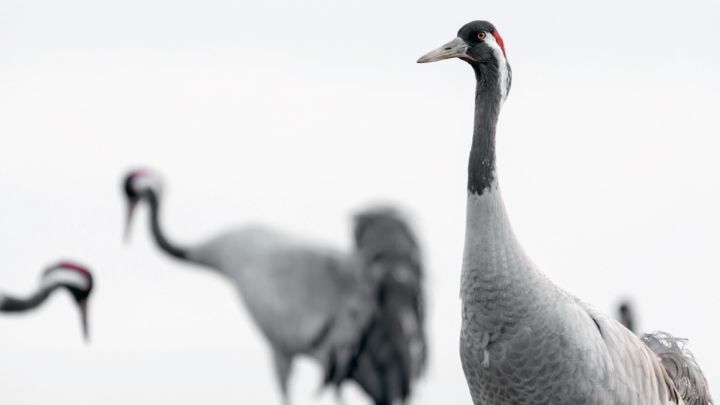 die hakabé Fotoreihe